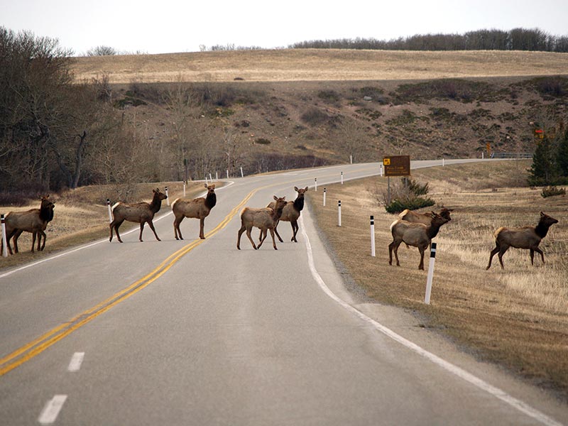 A photo of a herd of Elk crossing the highway