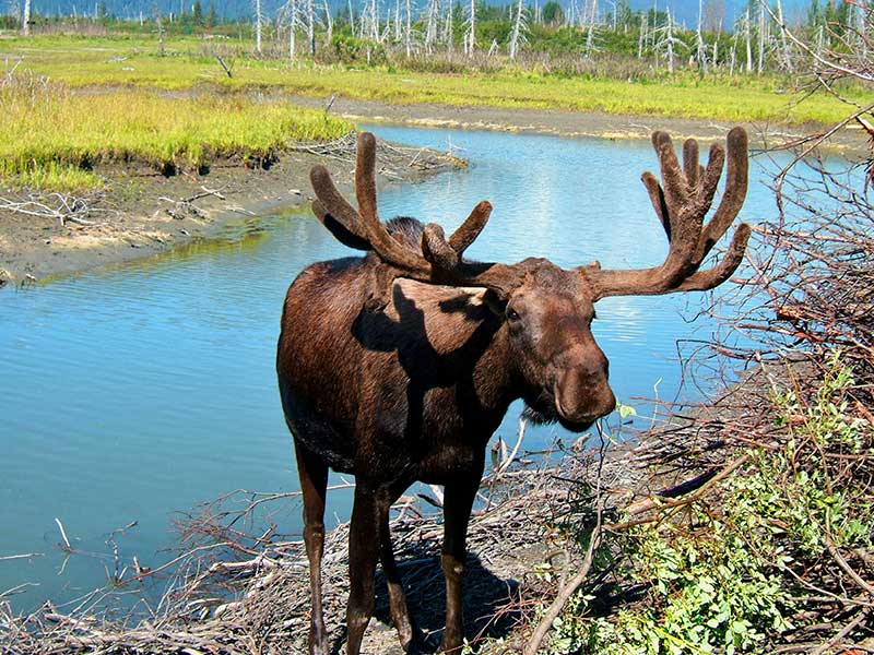 A photo of a Moose wading out of water
